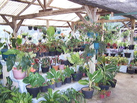 batu-decorative-plants-03