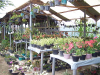 batu-decorative-plants-04
