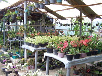 batu-decorative-plants-05