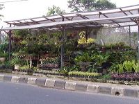 batu-decorative-plants-25
