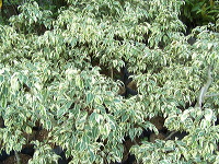 batu-decorative-plants-27