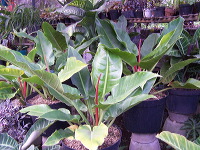batu-decorative-plants-28