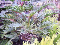 batu-decorative-plants-29