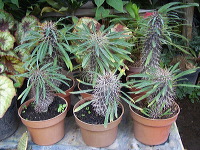 batu-decorative-plants-30