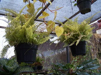batu-decorative-plants-31
