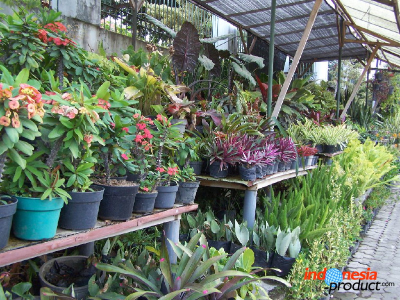 batu-decorative-plants-24.jpg