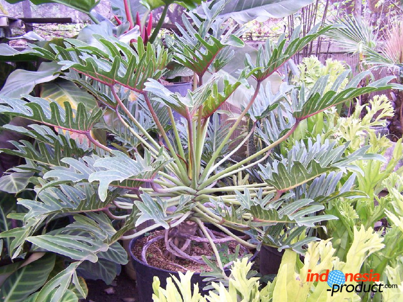 batu-decorative-plants-29.jpg