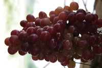grape-plantation-pr_1f878eb
