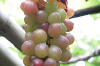 grape-plantation-pr_1f878ec