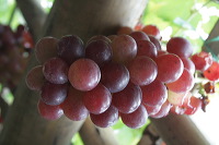 grape-plantation-pr_1f878ed