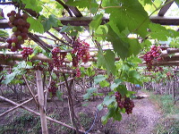 grape-plantation-pr_1f878ee