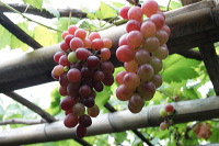 grape-plantation-pr_1f878ef