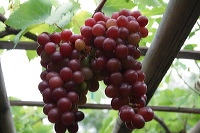 grape-plantation-pr_1f878f1