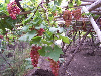 grape-plantation-pr_1f878f3
