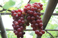 grape-plantation-pr_1f878f5