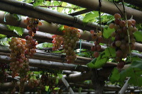 grape-plantation-pr_1f878f8