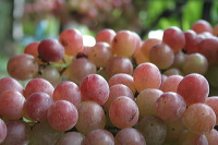 grape-plantation-pr_1f878f9