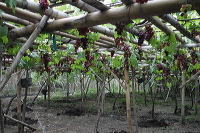 grape-plantation-pr_1f878fb