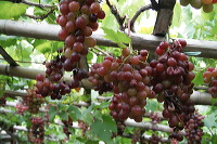 grape-plantation-pr_1f878fc