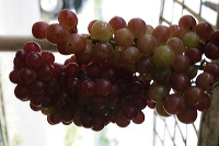grape-plantation-pr_1f878fd