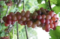 grape-plantation-pr_1f878fe