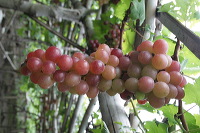 grape-plantation-pr_1f8790a