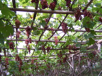 grape-plantation-pr_1f8790b