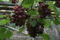 grape-plantation-pr_1f8790c
