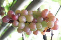 grape-plantation-pr_1f8790d