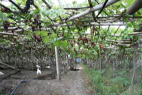 grape-plantation-pr_1f8790e