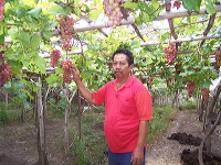 grape-plantation-pr_1f8790f