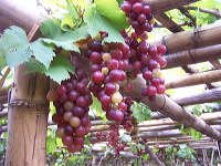 grape-plantation-pr_1f87910