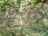 grape-plantation-pr_1f87911