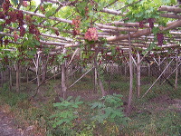grape-plantation-pr_1f87912