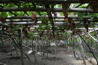grape-plantation-pr_1f87913