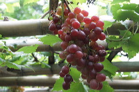 grape-plantation-pr_1f87914