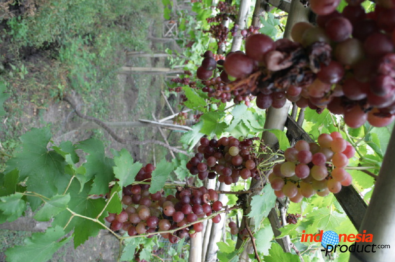 grape-plantation-pr_1f878ea.jpg