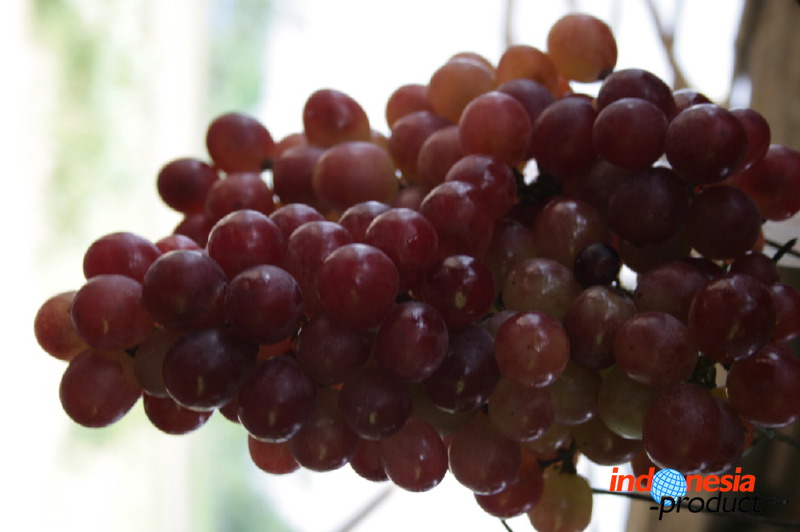 grape-plantation-pr_1f878eb.jpg