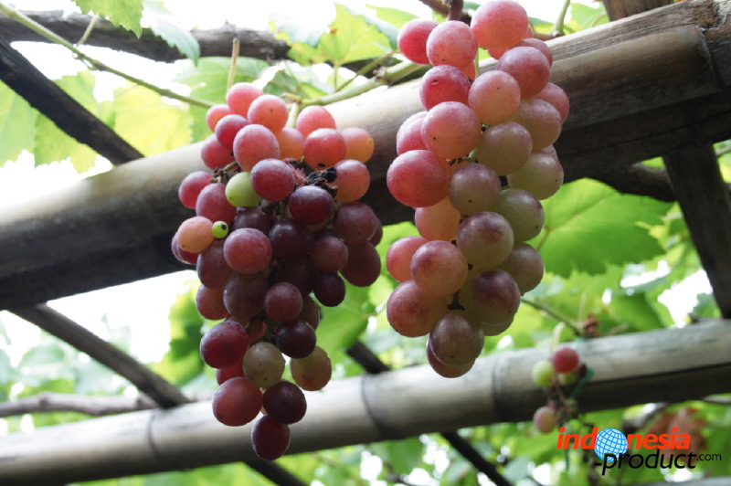 grape-plantation-pr_1f878ef.jpg