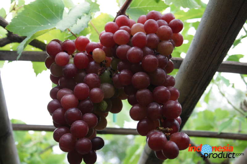 grape-plantation-pr_1f878f1.jpg