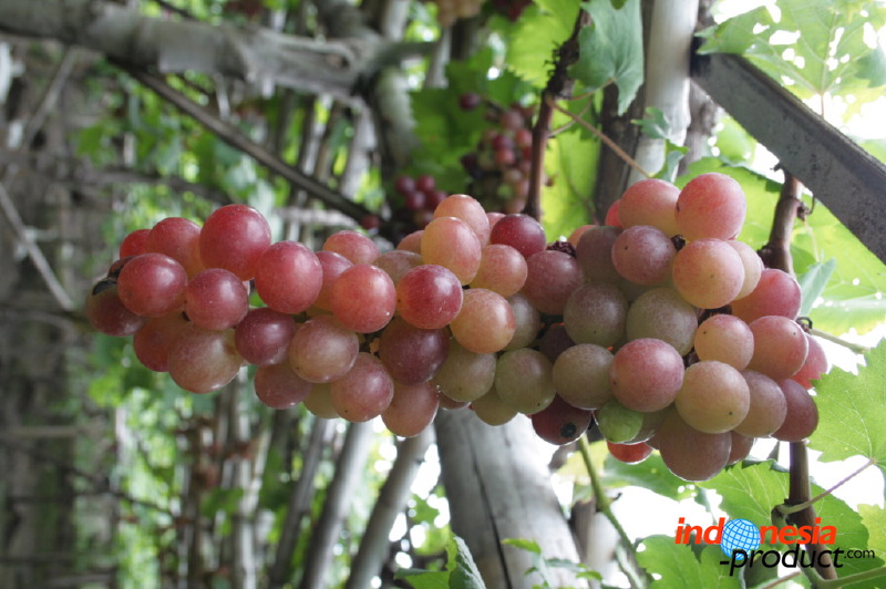 grape-plantation-pr_1f8790a.jpg