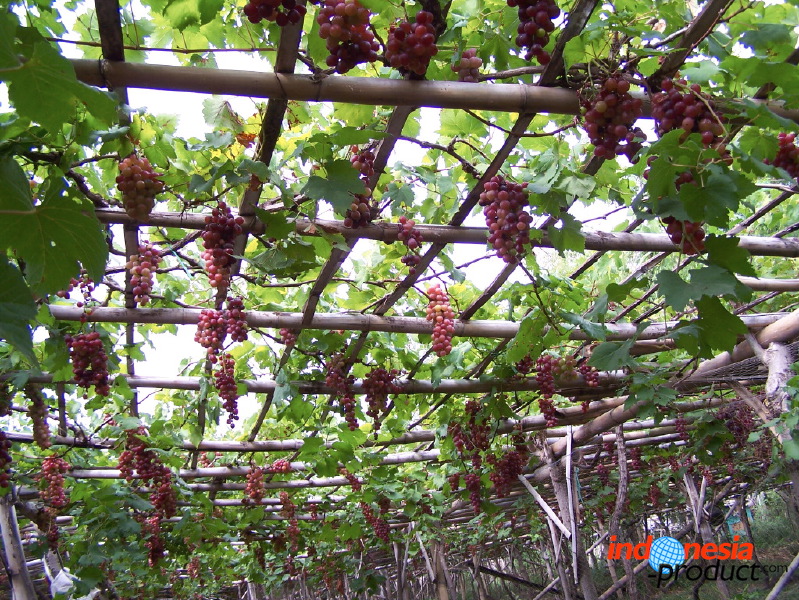 grape-plantation-pr_1f8790b.jpg