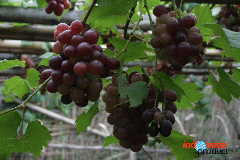 grape-plantation-pr_1f8790c.jpg