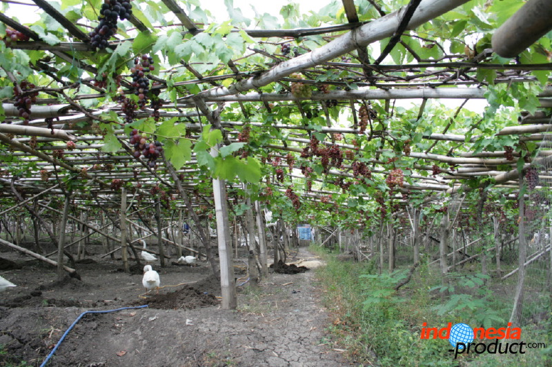 grape-plantation-pr_1f8790e.jpg