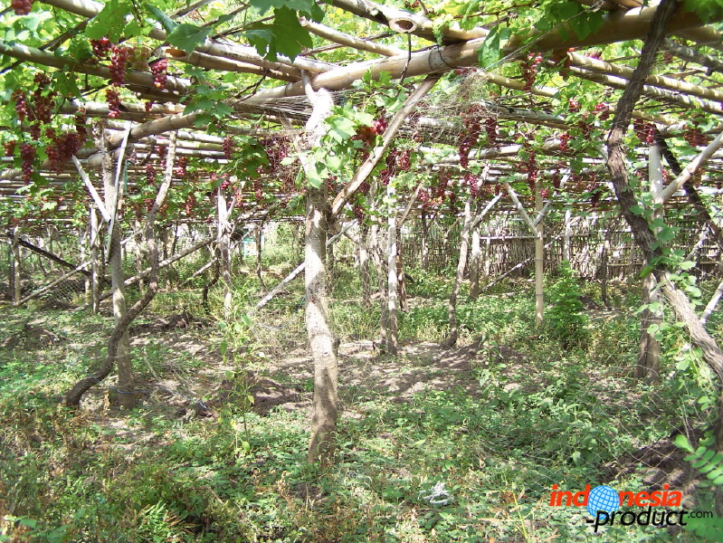 grape-plantation-pr_1f87911.jpg