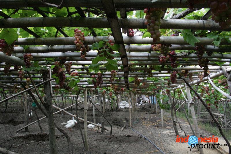grape-plantation-pr_1f87913.jpg