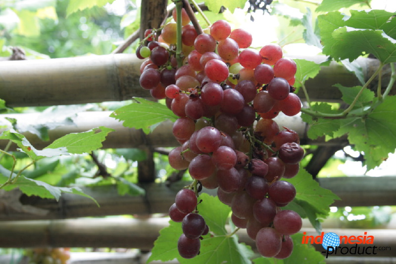 grape-plantation-pr_1f87914.jpg
