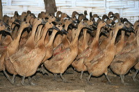 images/link/duck-farm.jpg