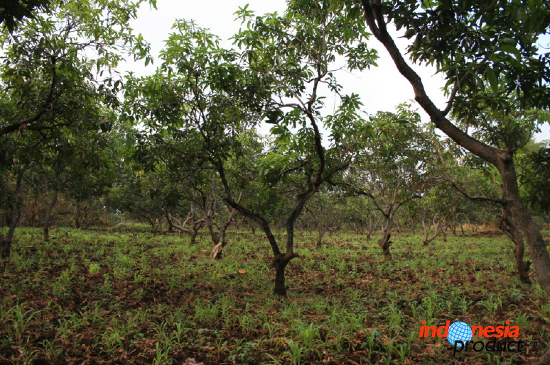 manggo-plantation-01.jpg