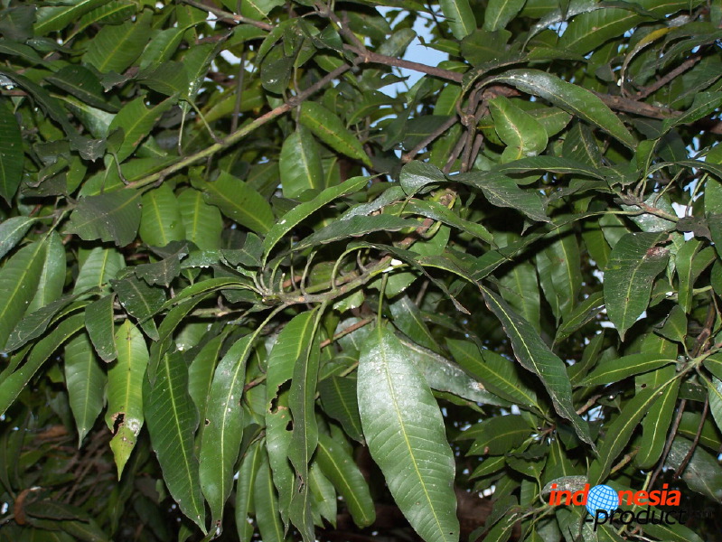 manggo-plantation-12.jpg